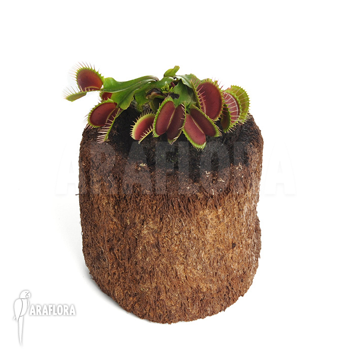 Dionaea muscipula ‚Bronco‘