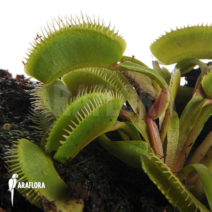 Dionaea muscipula ‚Cluster traps‘ ‚M‘