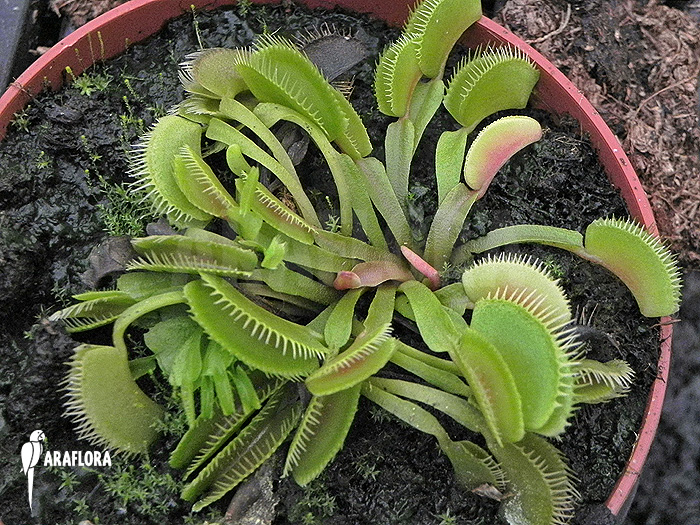 Dionaea muscipula ‚Cluster traps‘ ‚M‘