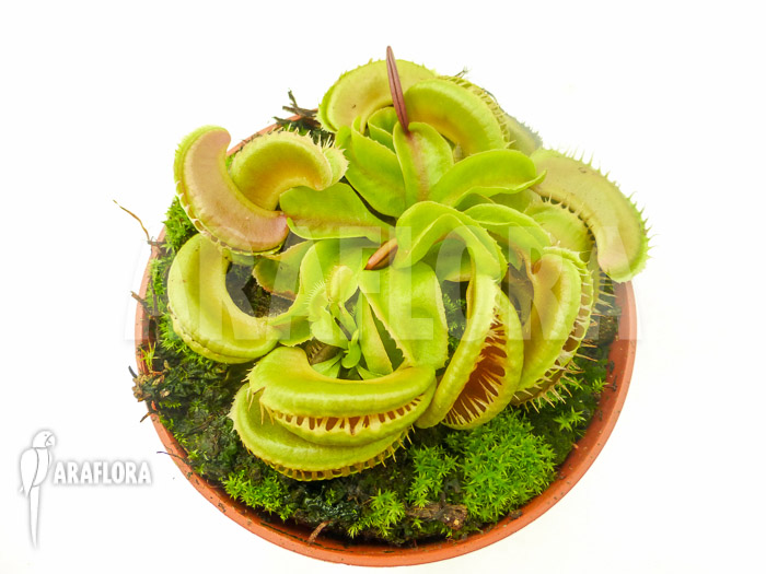 Dionaea muscipula ‚Crested Jaws Smiley‘