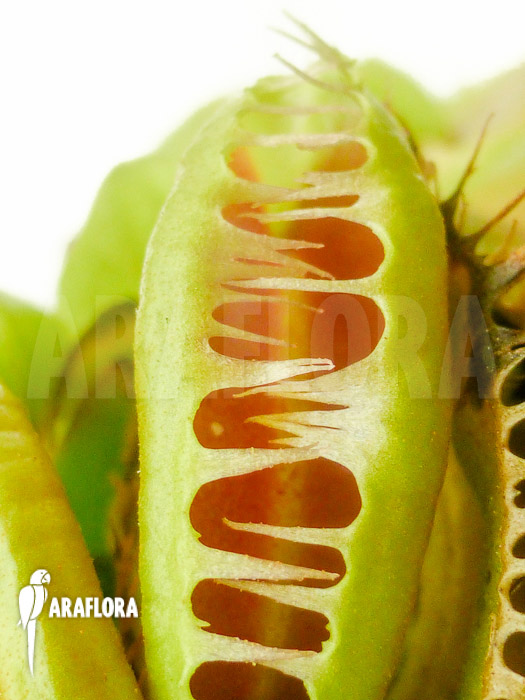 Dionaea muscipula ‚Crested Jaws Smiley‘