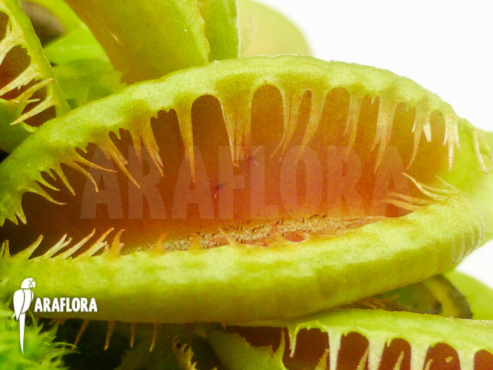 Dionaea muscipula ‚Crested Jaws Smiley‘