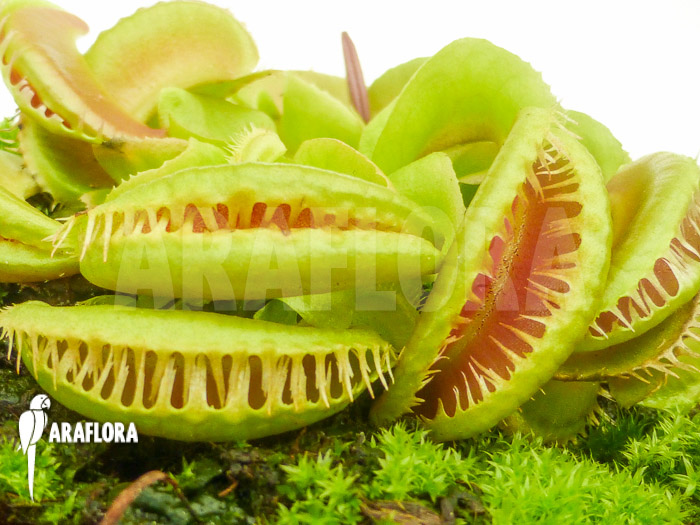 Dionaea muscipula ‚Crested Jaws Smiley‘