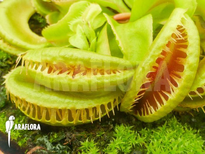 Dionaea muscipula ‚Crested Jaws Smiley‘