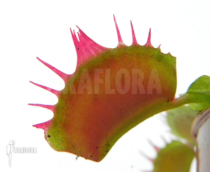 Dionaea muscipula ‚Crispy sun‘