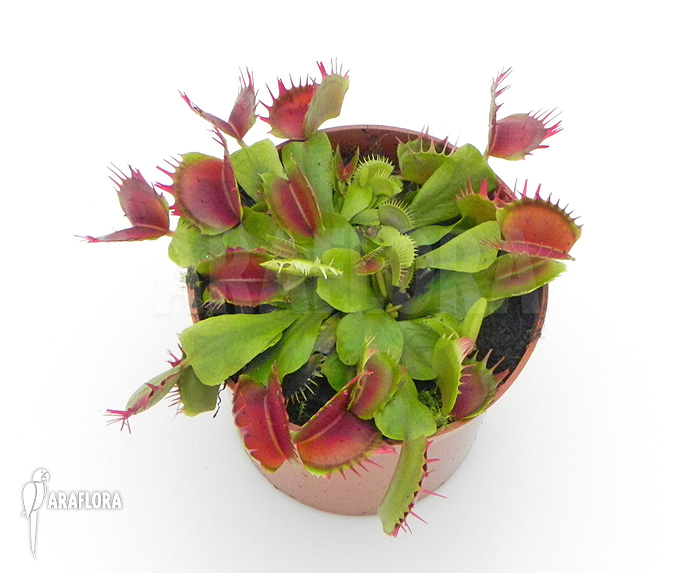 Dionaea muscipula ‚Crispy sun‘