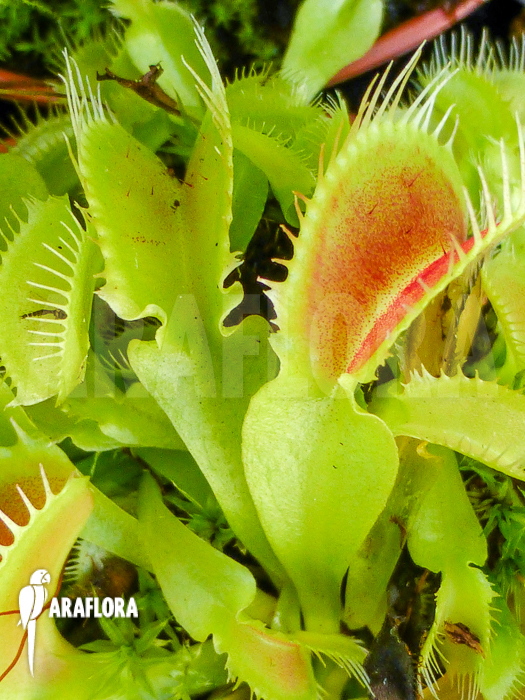 Dionaea muscipula Crocodile Starter