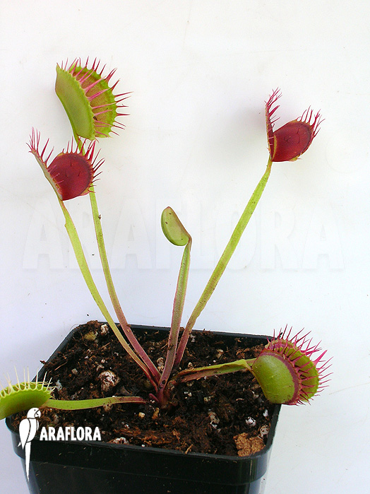 Dionaea muscipula ‚Cropped teeth‘