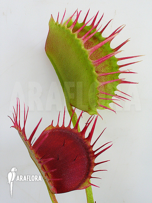 Dionaea muscipula ‚Cropped teeth‘