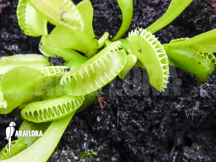 Dionaea muscipula Cudo