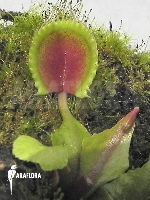 Dionaea muscipula ‚Cup trap‘