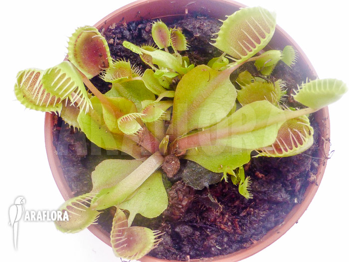 Dionaea muscipula ‚Cup trap‘