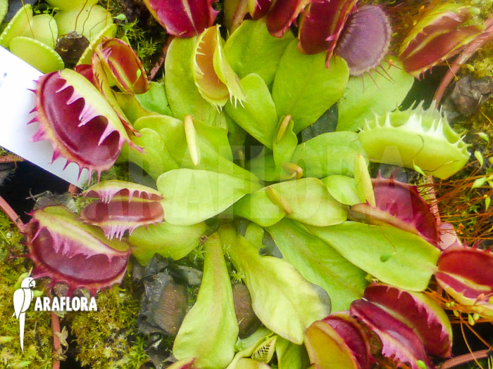 Dionaea muscipula ‚Demolition‘
