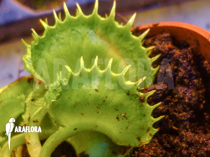 Dionaea muscipula Dentacca