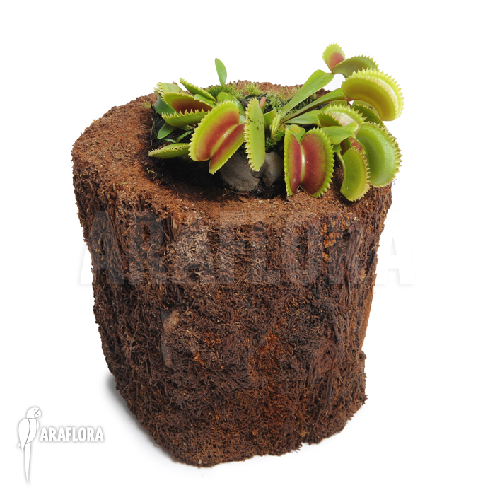 Dionaea muscipula ‚Dentate‘