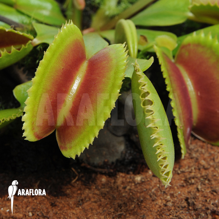 Dionaea muscipula ‚Dentate‘