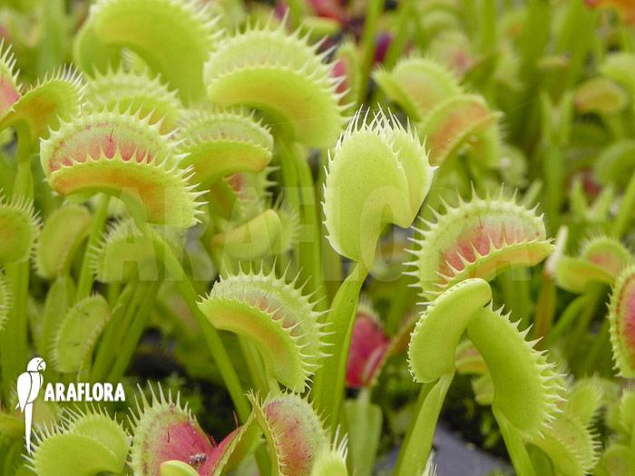 Dionaea muscipula ‚Dentate‘