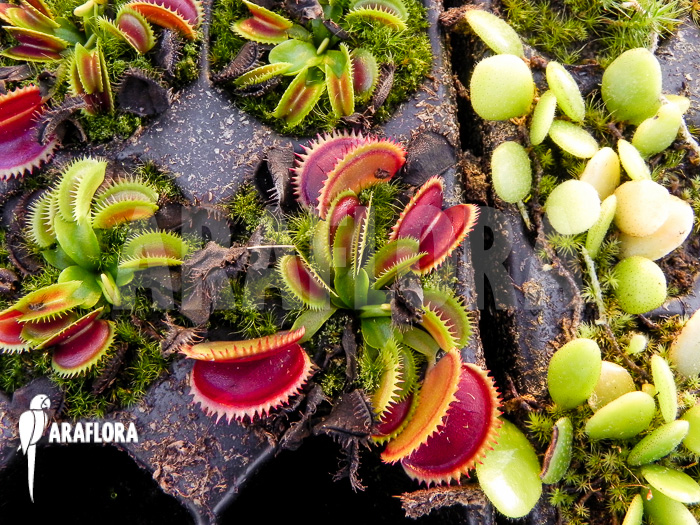 Dionaea muscipula ‚Dentate‘ Starter