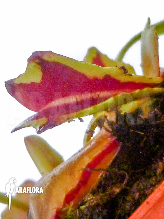 Dionaea muscipula Diamond Ace