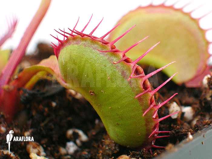 Dionaea muscipula ‚Dingley giant‘