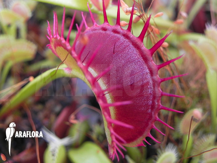 Dionaea muscipula ‚Dingley giant‘