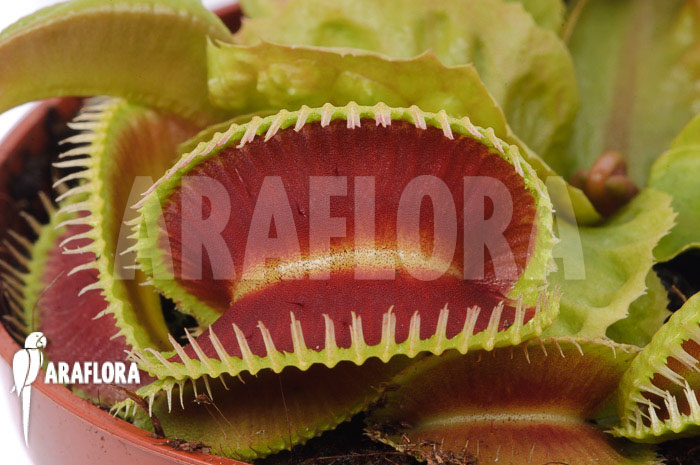 Dionaea muscipula ‚Dino‘