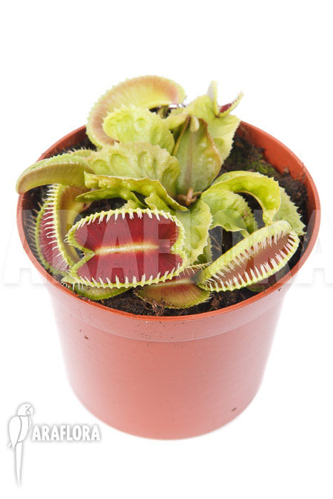Dionaea muscipula ‚Dino‘