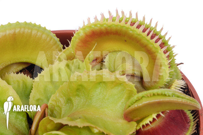 Dionaea muscipula ‚Dino‘