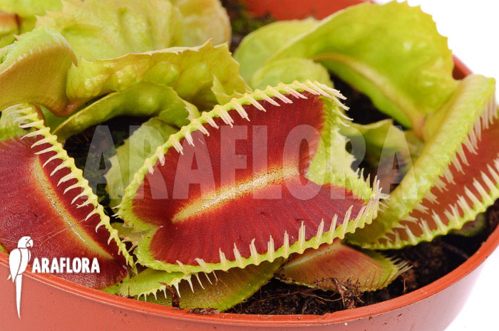 Dionaea muscipula ‚Dino‘