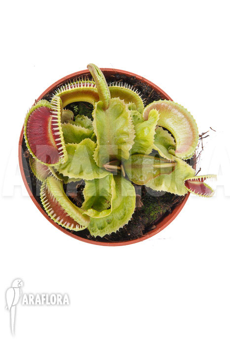 Dionaea muscipula ‚Dino‘