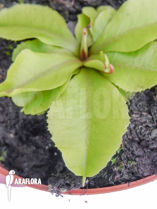 Dionaea muscipula ‚Dr Jos‘