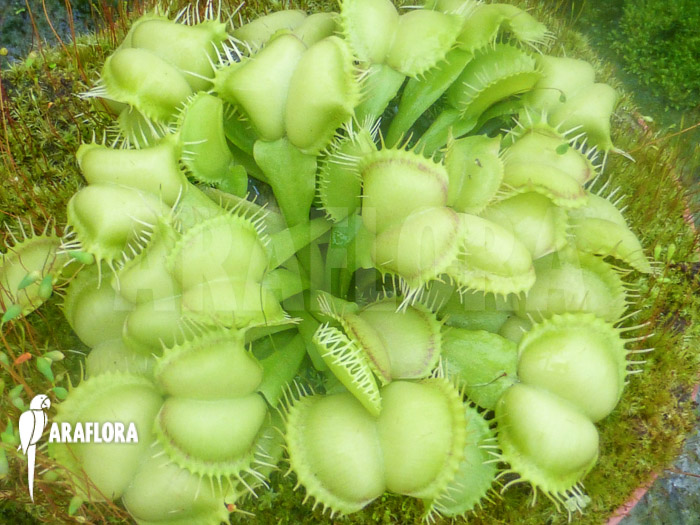 Dionaea muscipula ‚Fireline‘