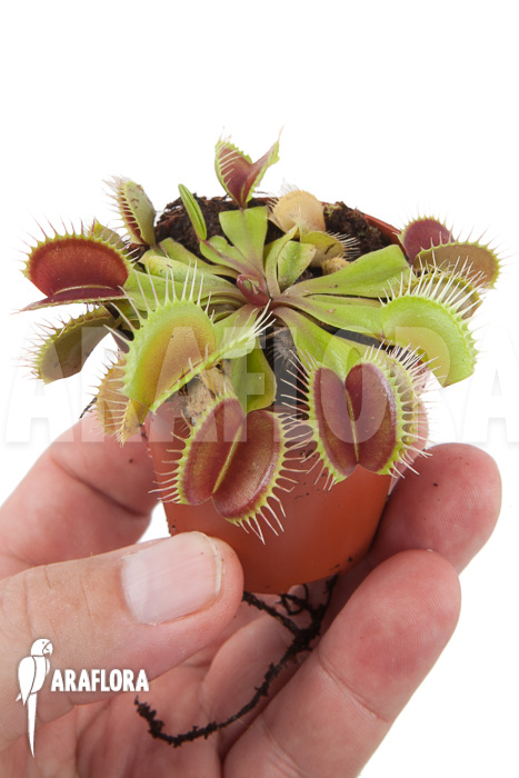 Dionaea muscipula ‚Flexx‘