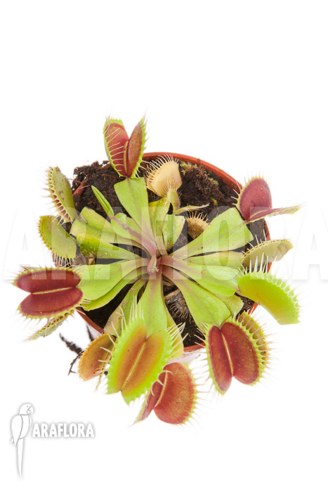 Dionaea muscipula ‚Flexx‘