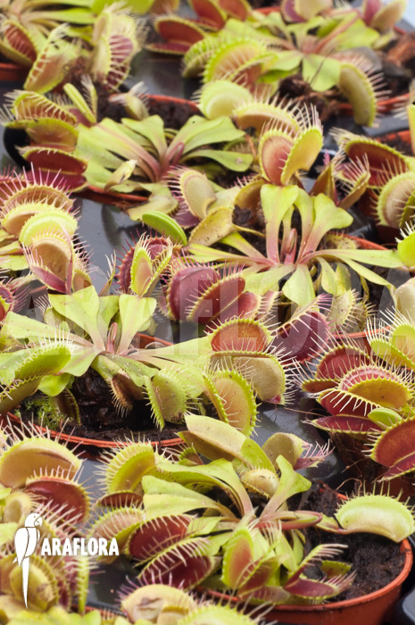 Dionaea muscipula ‚Flexx‘