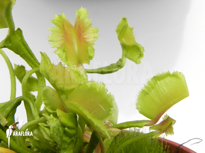 Dionaea muscipula ‚Freaky Star‘