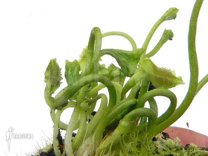 Dionaea muscipula ‚Freaky Star‘