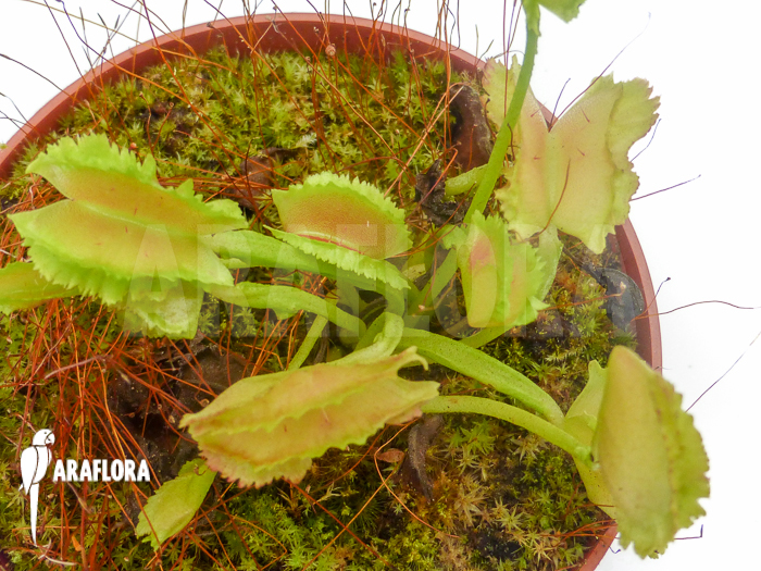 Dionaea muscipula ‚Freaky Star‘