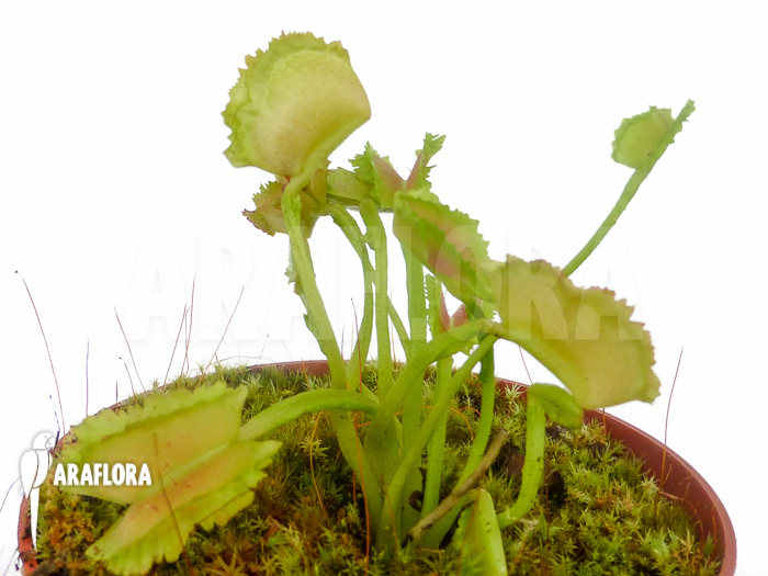 Dionaea muscipula ‚Freaky Star‘