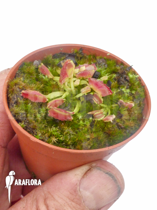 Dionaea muscipula Freaky Star Starter