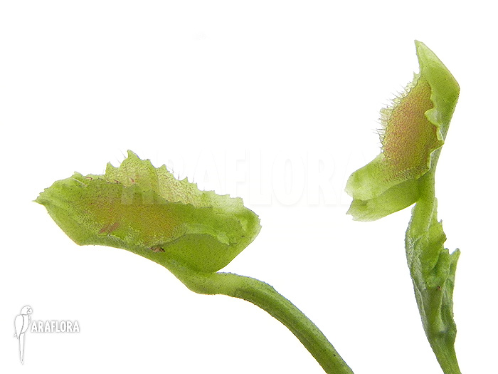 Dionaea muscipula ‚Freaky Star‘