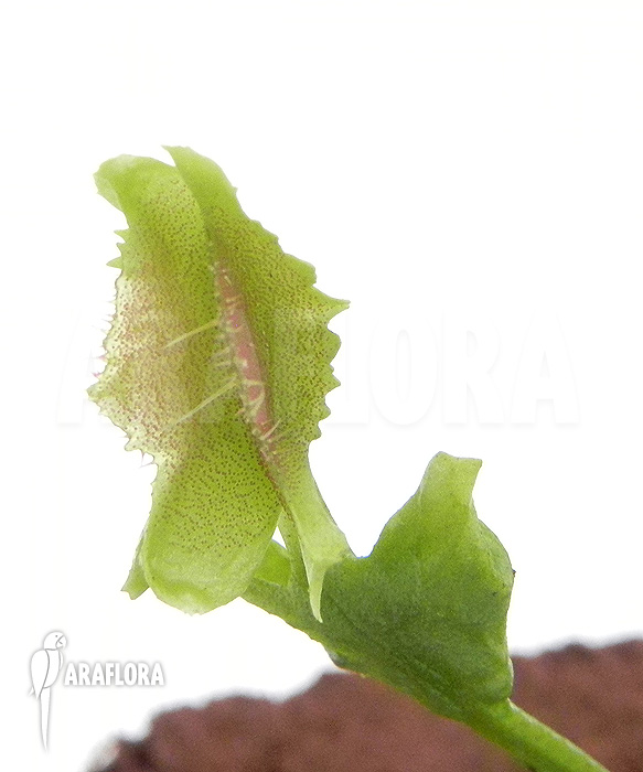 Dionaea muscipula ‚Freaky Star‘