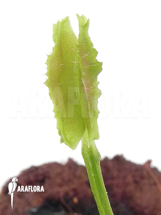 Dionaea muscipula ‚Freaky Star‘