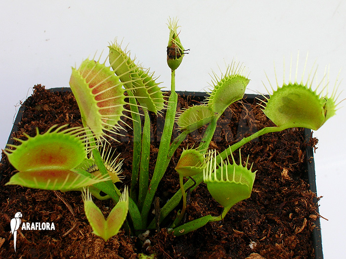 Dionaea muscipula ‚Funnel trap‘