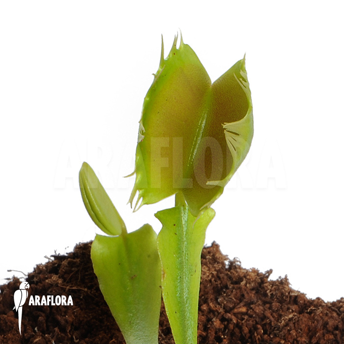 Dionaea muscipula ‚Fused tooth‘