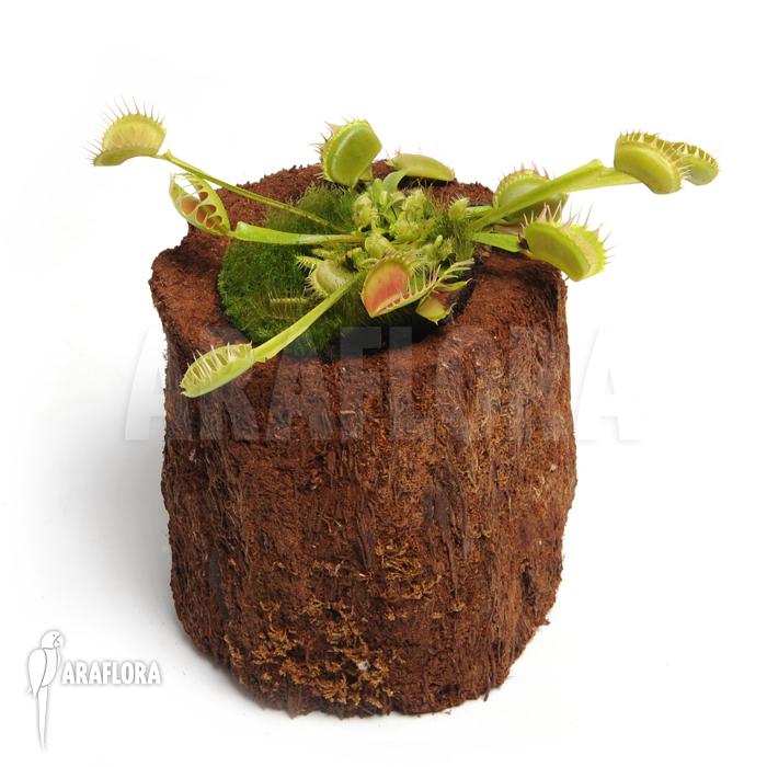 Dionaea muscipula ‚Fuzed tooth B‘