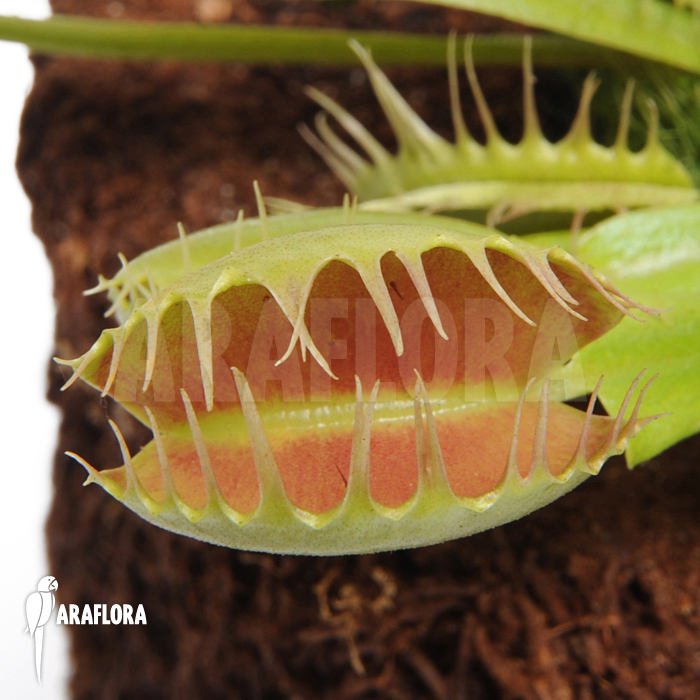 Dionaea muscipula ‚Fuzed tooth B‘