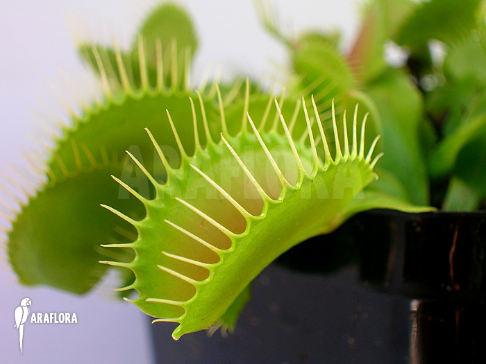 Dionaea muscipula ‚G16 Slack’S giant‘