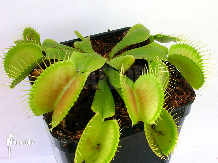 Dionaea muscipula ‚G16 Slack’S giant‘