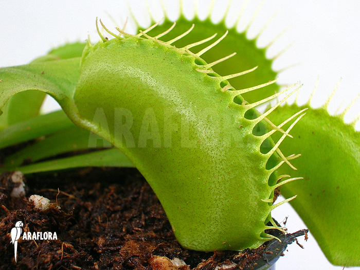 Dionaea muscipula ‚G16 Slack’S giant‘